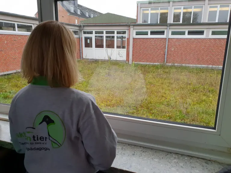 Insektenfreundliche Wiese in einem Zwischenhof der Schule