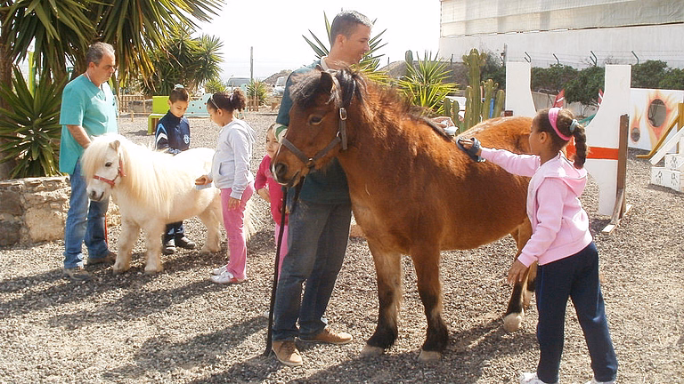 Ponys putzen im Tierheim aktion tier Teneriffa