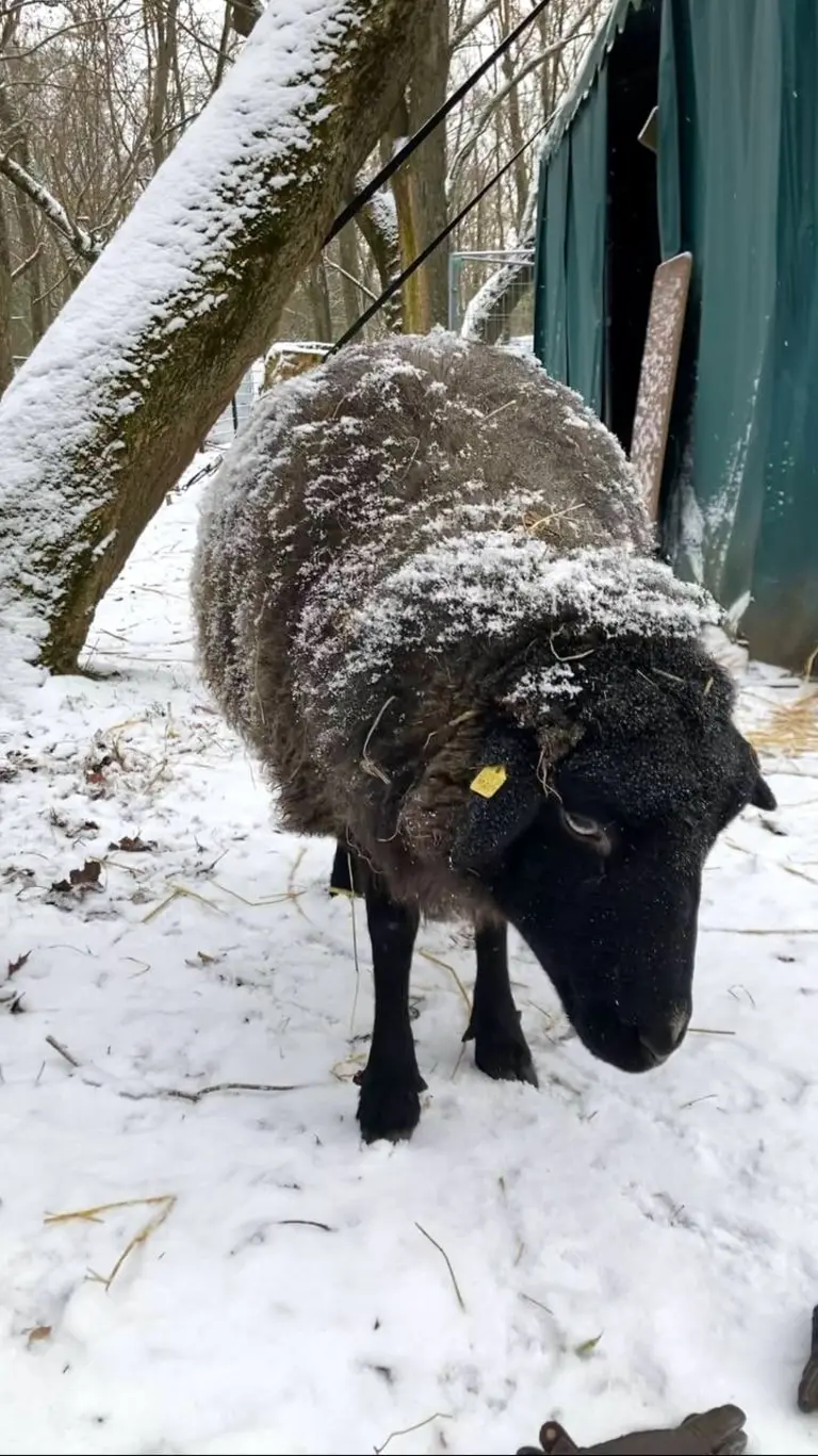 Unser Schaf Pia inspiziert den Schnee.