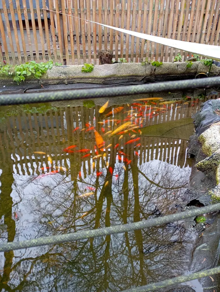 Die Fische gehen im Winter in die Winterstarre.